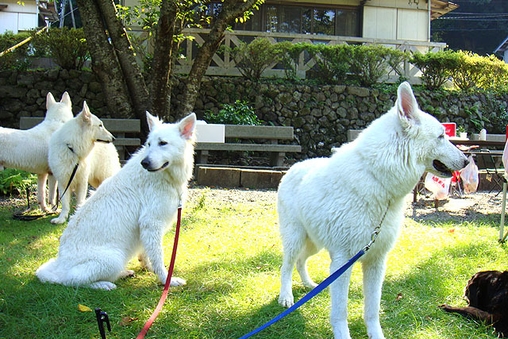 愛犬と一緒に山と海に囲まれた静かなコテージ!